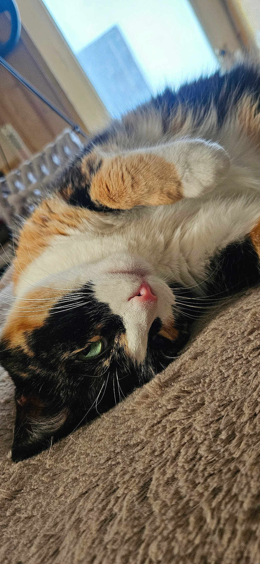 Tylie