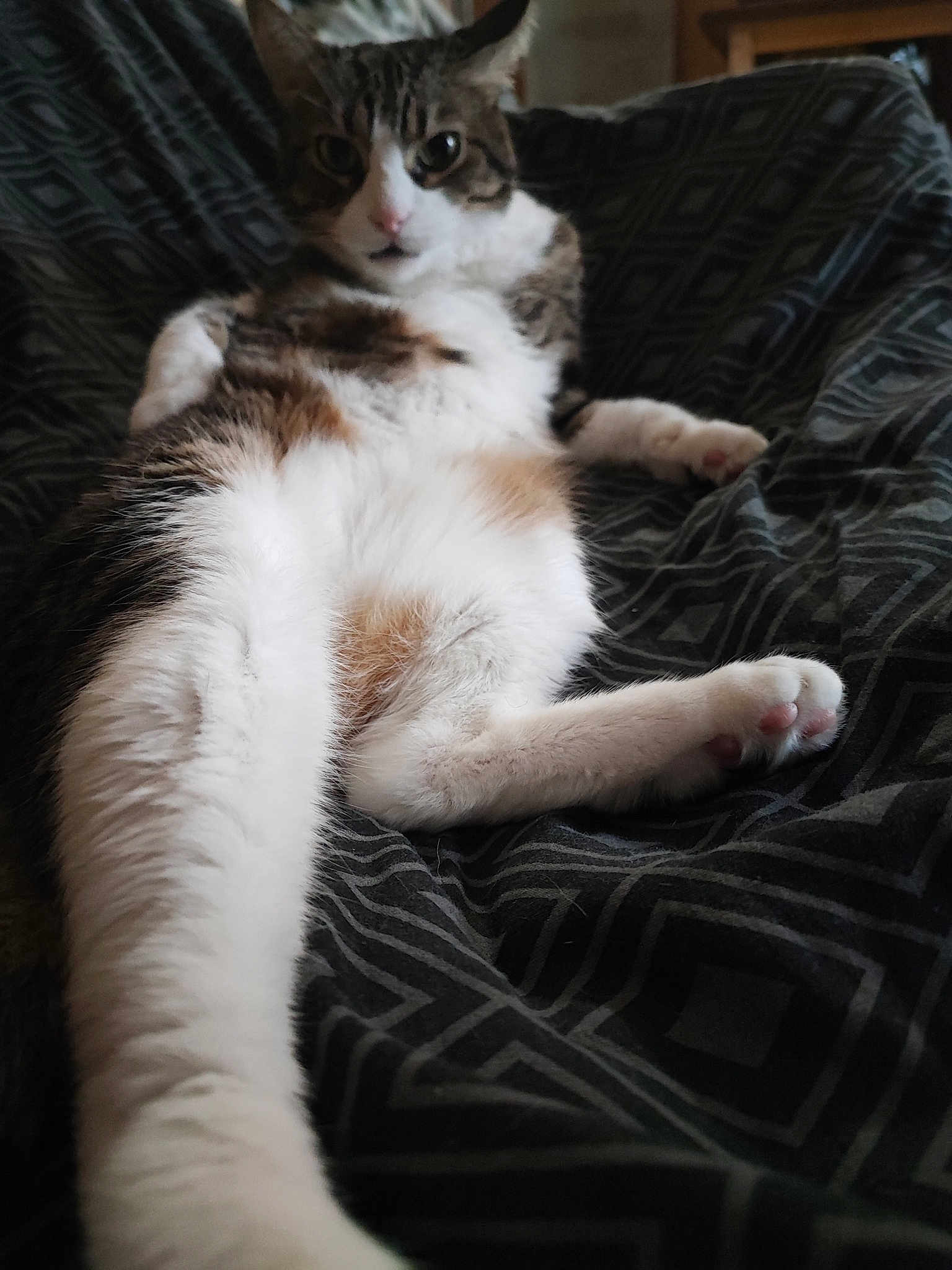 Gizmo