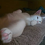 Arcko participe au concours pour gagner de l'argent avec cette photo : animal, blanket, cat, closeup, comfort, cozy, cute, feline, fur, home, indoor, paw, pet, relaxed, resting, sleepy, soft, stretching, texture, wood