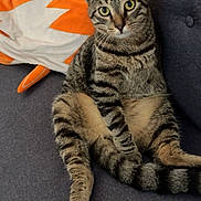 Samy participe au concours pour gagner de l'argent avec cette photo : animal, cat, couch, cozy, curious, cute, domestic_cat, feline, fur, gray, indoor, looking, orange, pet, plush_pillow, relaxed, sitting, striped, tabby_cat, whiskers