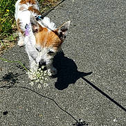 Alphonse participe au concours pour gagner de l'argent avec cette photo : dog, small_dog, white_fur, brown_fur, flower, walking, leash, pavement, outdoor, sunlight, shadow, nature, grass, path, pet, canine, sniffing, summer, daytime, sidewalk