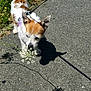 dog, small_dog, white_fur, brown_fur, flower, walking, leash, pavement, outdoor, sunlight, shadow, nature, grass, path, pet, canine, sniffing, summer, daytime, sidewalk