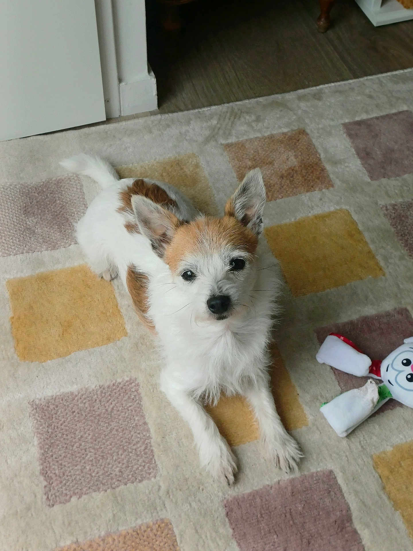Alphonse participe au concours pour gagner de l'argent avec cette photo : dog, small_dog, white_fur, brown_fur, carpet, patterned_carpet, toy, plush_toy, indoor, floor, pet, cute, animal, looking_up, ears_up, lying_down, domestic, companion, friendly, cozy