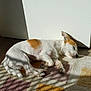 Alphonse a rejoint le concours — aidez-le/la à gagner de superbes lots ! dog, sleeping, white, brown, small_dog, indoor, sunlight, shadow, rug, floor, cozy, resting, pet, animal, quiet, peaceful, nap, fur, paw, ear
