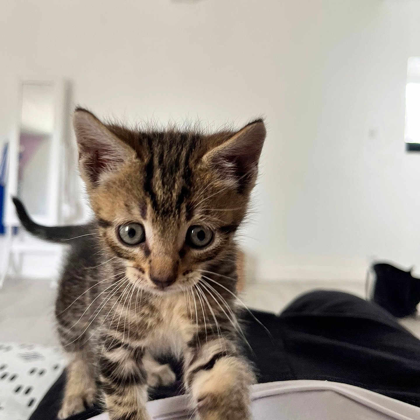 Azur participe au concours pour gagner de l'argent avec cette photo : animal, cat, closeup, curious, cute, feline, floor, fur, home, indoor, kitten, pet, playful, small, soft_light, striped, tabby, walking, whiskers, young