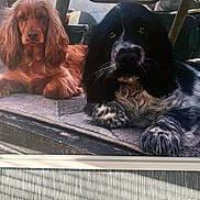 Bobby And Kallie is registered to the contest to win money with this photo: animal, animal_face, black_and_white_fur, canine, companion, cute, dog, domestic_animal, friendly, fur, golden_fur, indoor, lying_down, mat, pet_bed, pets, portrait, relaxed, resting, two_dogs