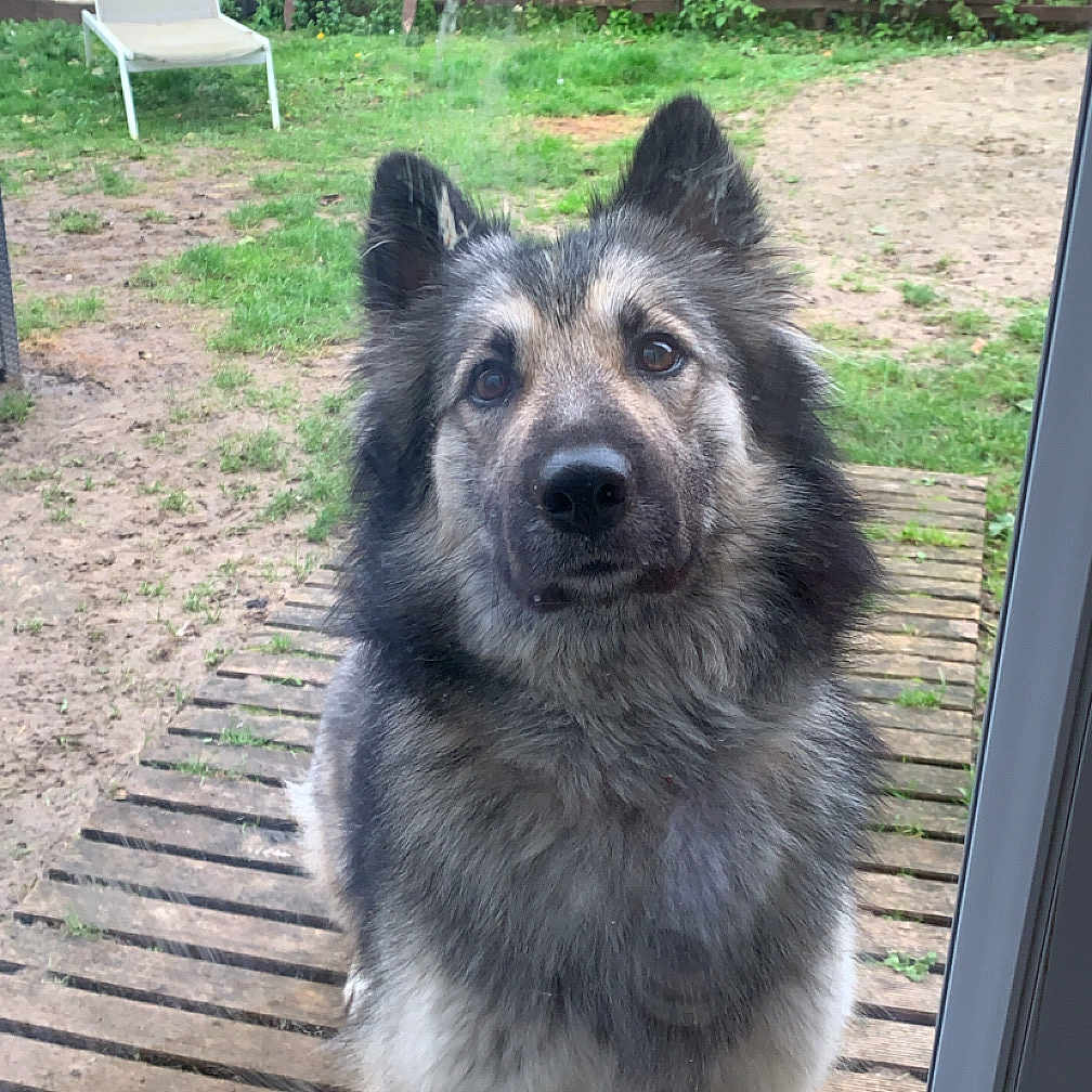 Mya participe au concours pour gagner de l'argent avec cette photo : animal, architecture, building, canine, chair, dog, eskimodog, furniture, germanshepherd, grass, house, housing, husky, nature, outdoors, person, pet, plant, puppy, shelter