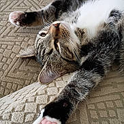 Trinket joined the competition — help win amazing prizes! cat, tabby_cat, white_cat, pet, animal, feline, lying_down, stretching, upside_down, paws, paw_pads, pink_paws, whiskers, green_eyes, fur, black_and_white, relaxed, couch, upholstery, close_up