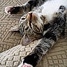 cat, tabby_cat, white_cat, pet, animal, feline, lying_down, stretching, upside_down, paws, paw_pads, pink_paws, whiskers, green_eyes, fur, black_and_white, relaxed, couch, upholstery, close_up