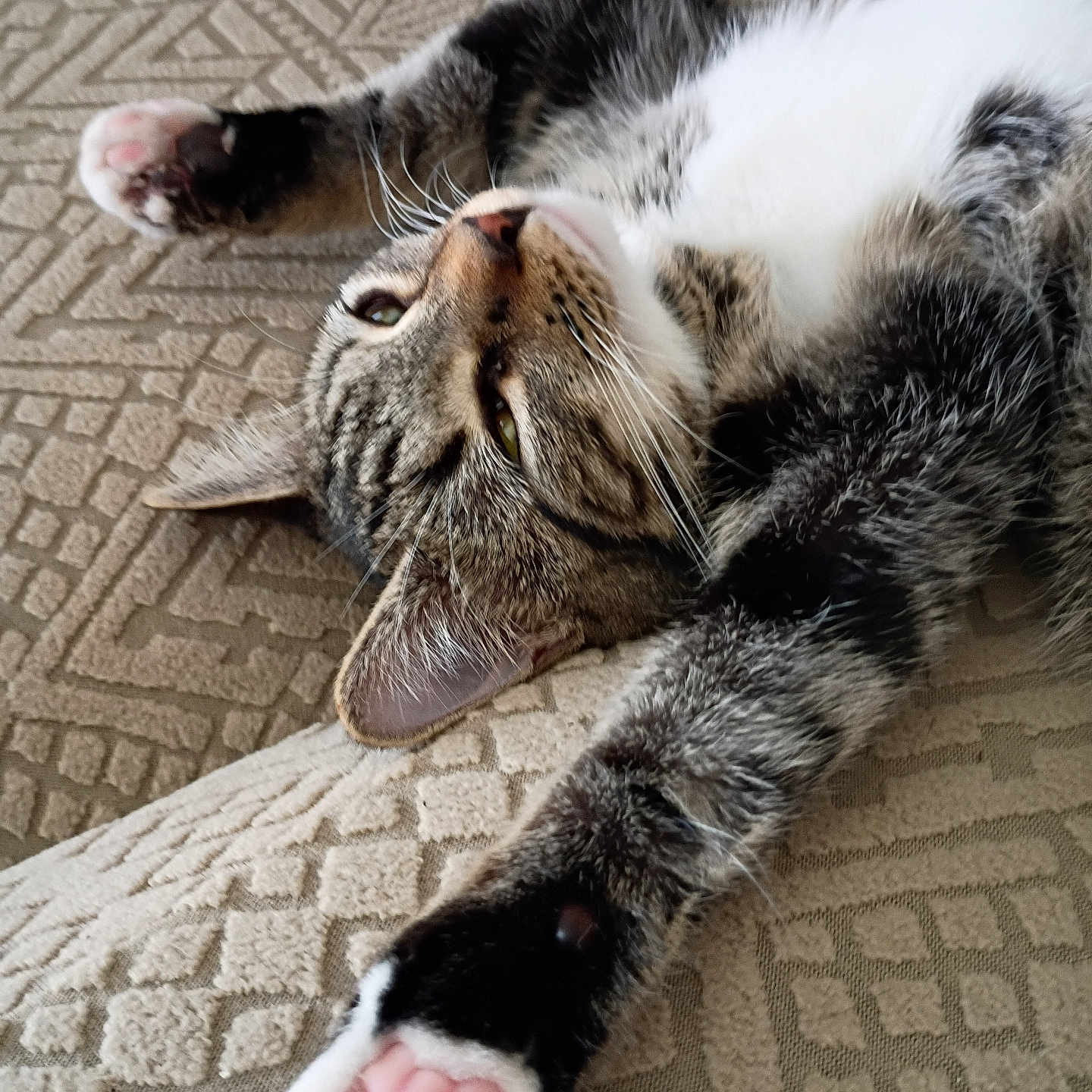 Trinket joined the competition — help win amazing prizes! cat, tabby_cat, white_cat, pet, animal, feline, lying_down, stretching, upside_down, paws, paw_pads, pink_paws, whiskers, green_eyes, fur, black_and_white, relaxed, couch, upholstery, close_up