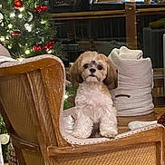 Brooklyn joined the competition — help win amazing prizes! dog, puppy, chair, christmas_tree, ornament, lights, holiday, indoor, furniture, cozy, wood_floor, cushion, decoration, pet, festive, sitting, window_reflection, home, tree_skirt, warm_lighting