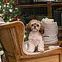 dog, puppy, chair, christmas_tree, ornament, lights, holiday, indoor, furniture, cozy, wood_floor, cushion, decoration, pet, festive, sitting, window_reflection, home, tree_skirt, warm_lighting