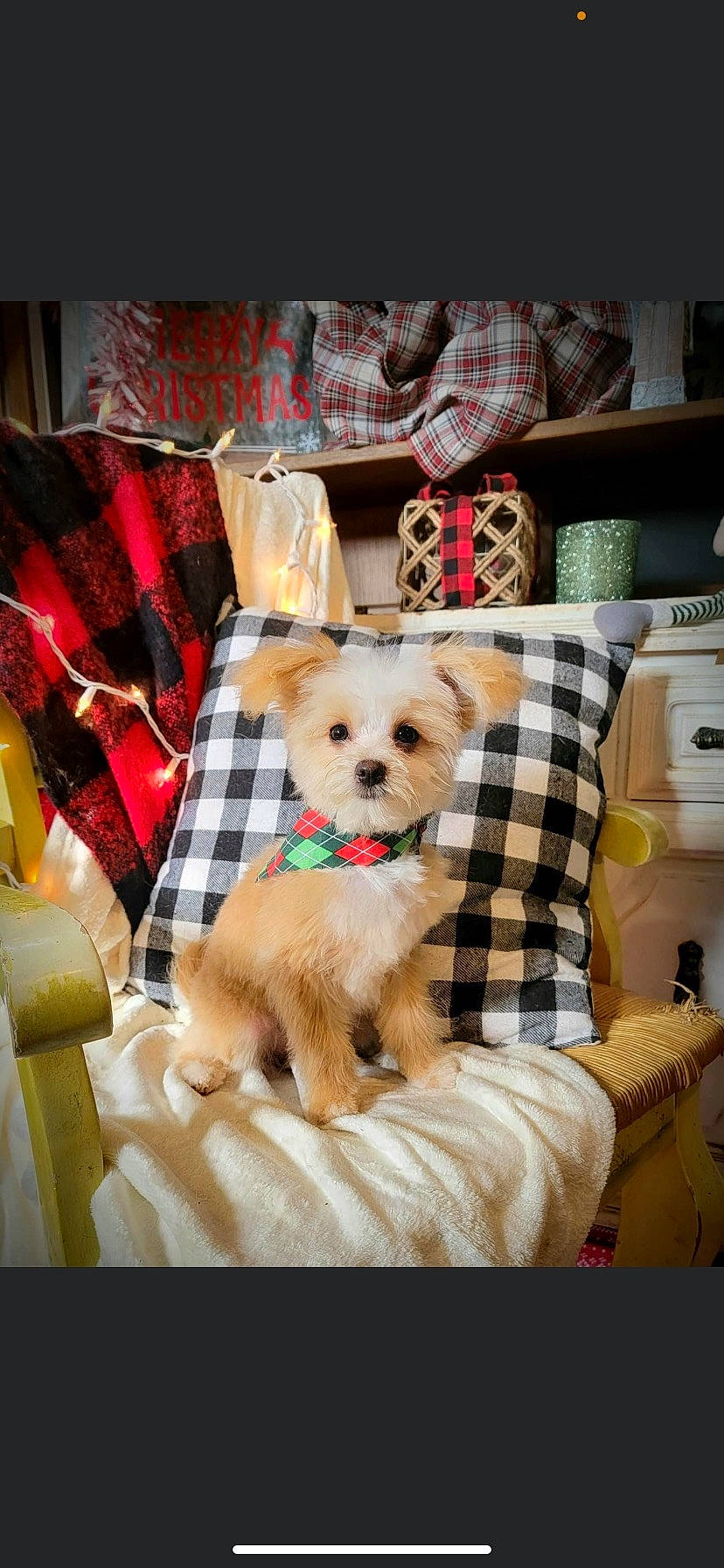 Bullet joined the competition — help win amazing prizes! canidae, carnivore, comfort, companion_dog, couch, dog, dog_breed, dog_supply, fawn, fur, pattern, pet_supply, pillow, plaid, sporting_group, tartan, textile, throw_pillow, toy_dog, working_animal