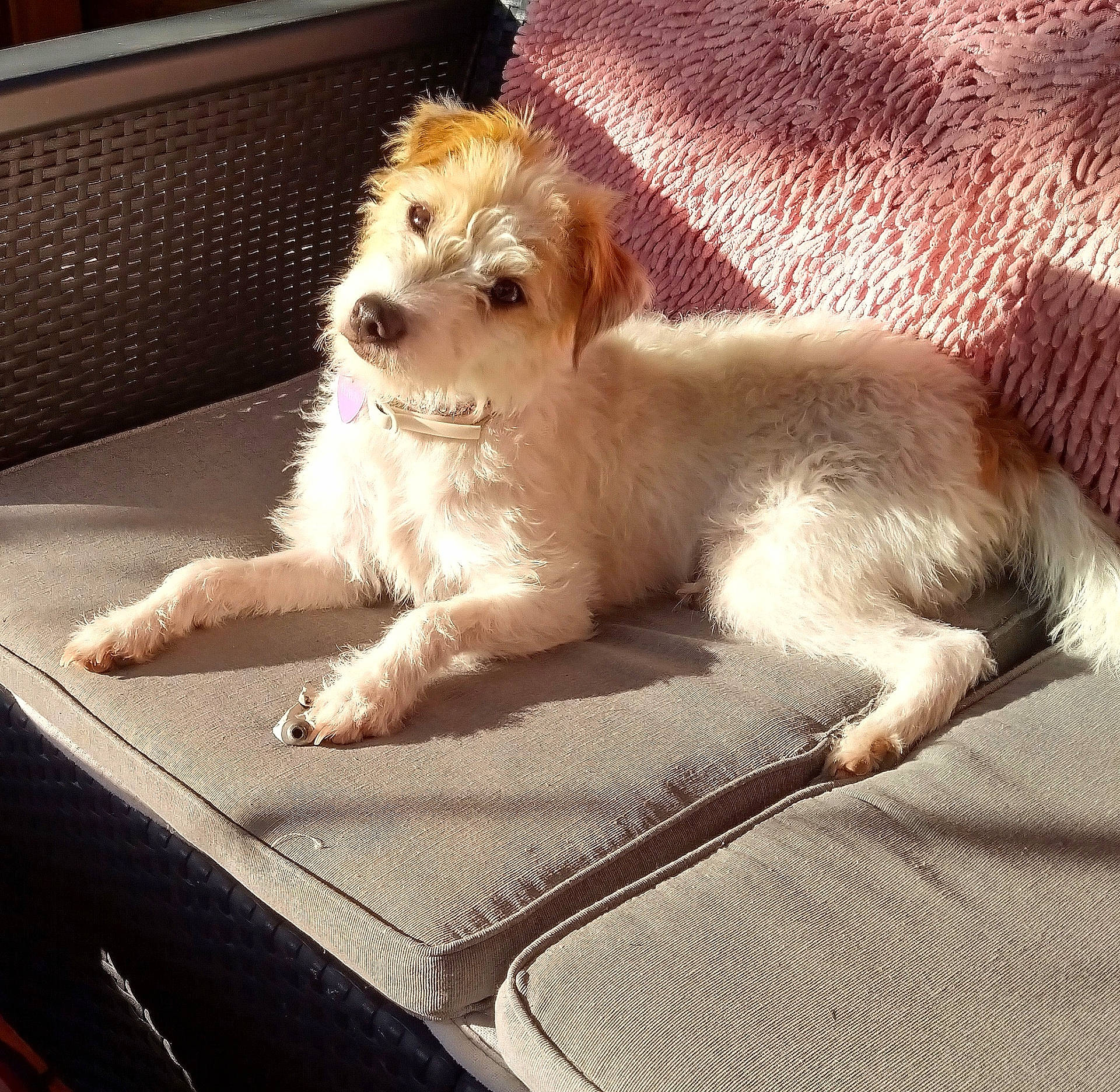 Vénus participe au concours pour gagner de l'argent avec cette photo : animal, blanket, canine, collar, companion, couch, cozy, curious, cute, dog, domestic_animal, fur, furry, head_tilt, outdoor, pet, relaxed, resting, sofa, sunlight