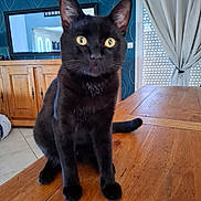 Moka participe au concours pour gagner de l'argent avec cette photo : black_cat, cat, yellow_eyes, wooden_table, indoor, furniture, cabinet, curtains, window, blue_wallpaper, floor_tiles, pet, animal, whiskers, ears, tail, domestic_cat, sitting, looking, closeup