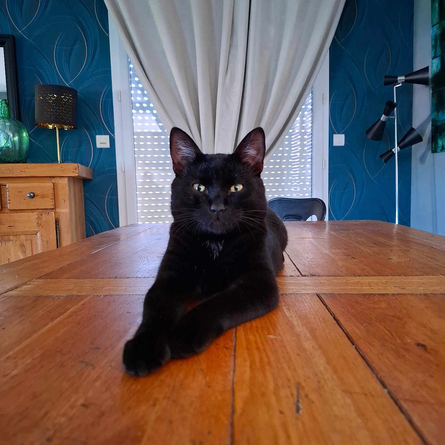 Moka participe au concours pour gagner de l'argent avec cette photo : animal, black_cat, blue_wallpaper, calm, cat, chair, curtains, decor, domestic_cat, feline, furniture, glass_vase, home_interior, indoor, lamp, pet, relaxed, stretching, table, wooden_table