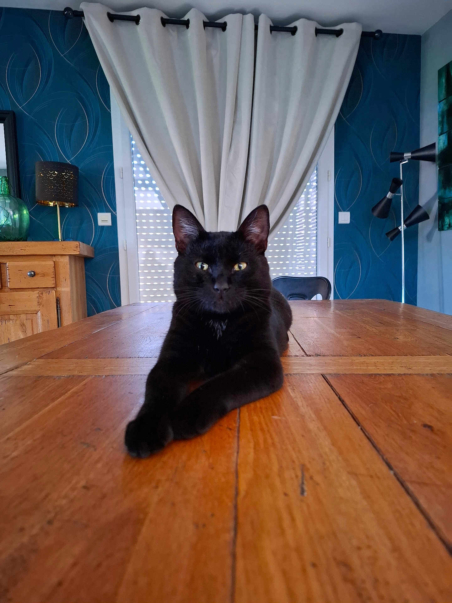 Moka participe au concours pour gagner de l'argent avec cette photo : black_cat, cat, wooden_table, curtains, blue_wallpaper, lamp, glass_vase, chair, indoor, pet, feline, relaxed, stretching, home_interior, furniture, decor, calm, animal, domestic_cat, table