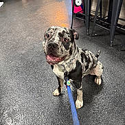 Ace joined the competition — help win amazing prizes! dog, indoor, leash, floor, black_and_white, spotted, sitting, pet, animal, chair, arcade_machine, metal_chair, waiting, playful, canine, friendly, looking_up, happy, collar, chain