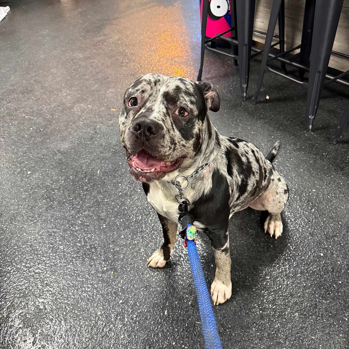 Ace joined the competition — help win amazing prizes! animal, arcade_machine, black_and_white, canine, chain, chair, collar, dog, floor, friendly, happy, indoor, leash, looking_up, metal_chair, pet, playful, sitting, spotted, waiting