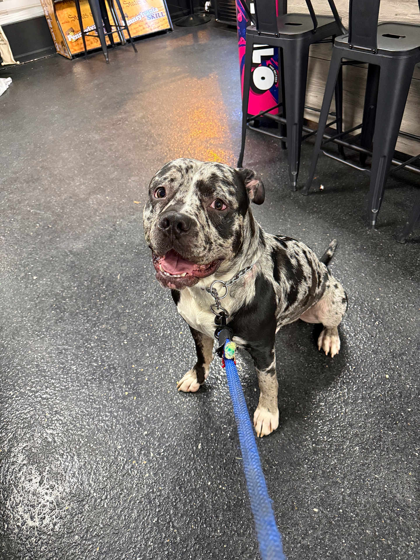 Ace joined the competition — help win amazing prizes! dog, indoor, leash, floor, black_and_white, spotted, sitting, pet, animal, chair, arcade_machine, metal_chair, waiting, playful, canine, friendly, looking_up, happy, collar, chain