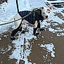 Duke joined the competition — help win amazing prizes! dog, white_dog, snow, sidewalk, dog_jacket, dog_harness, dog_booties, leash, outdoor, winter, cold_weather, pavement, paw_protection, pet, animal, curious, standing, urban, vehicle, parking_lot