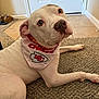 dog, white_dog, bandana, kansas_city_chiefs, pet, indoor, carpet, floor, canine, looking_up, ears, nose, paws, door, shoes, waiting, curious, animal, home, relaxed
