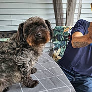 Cooper is registered to the contest to win money with this photo: animal, arm, chair, curly_hair, curtains, cushion, dog, furniture, gray, looking, outdoor, pattern, person, pet, portrait, sitting, table, tablecloth, tattoo, wall