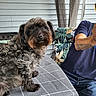 animal, arm, chair, curly_hair, curtains, cushion, dog, furniture, gray, looking, outdoor, pattern, person, pet, portrait, sitting, table, tablecloth, tattoo, wall