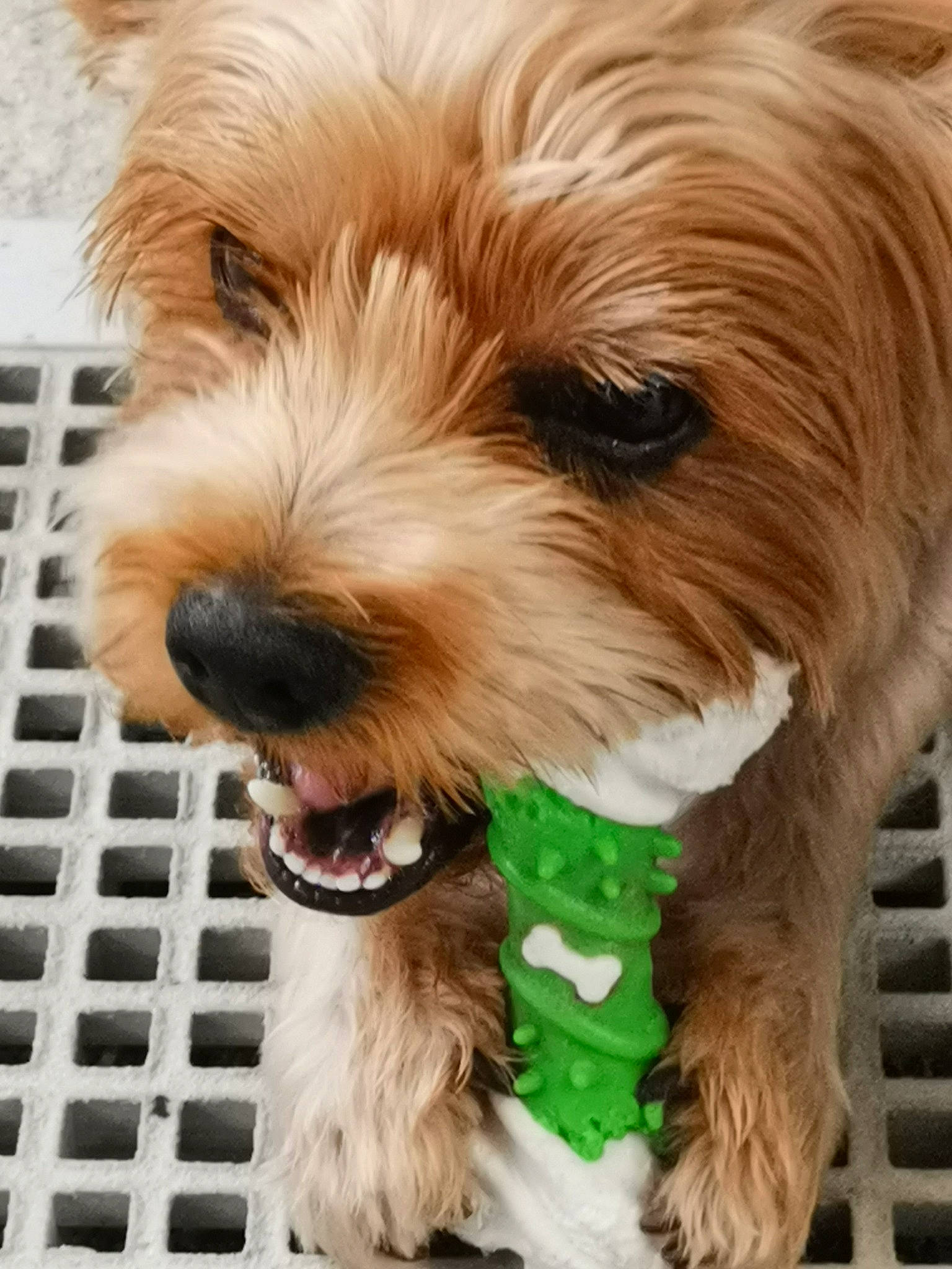 Oggy a rejoint le concours — aidez-le/la à gagner de superbes lots ! biewer_terrier, canidae, carnivore, companion_dog, dog, dog_breed, dog_collar, fur, liver, maltepoo, shih_poo, small_terrier, snout, sporting_group, terrier, toy_dog, vegetable, water_dog, working_animal, yorkipoo