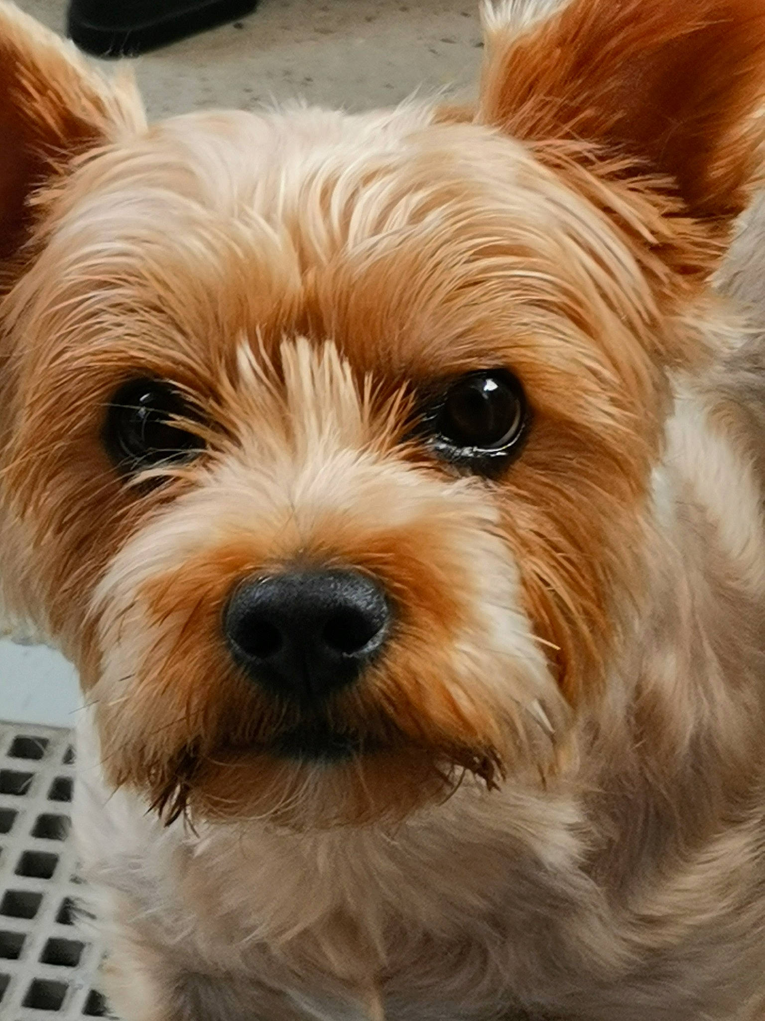 Oggy a rejoint le concours — aidez-le/la à gagner de superbes lots ! biewer_terrier, canidae, carnivore, close_up, companion_dog, dog, dog_breed, ear, eye, fur, liver, small_terrier, snout, sporting_group, terrestrial_animal, terrier, toy_dog, whiskers, working_animal, yorkipoo