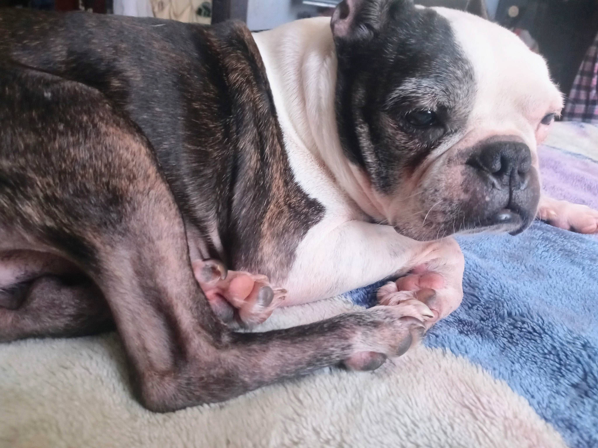 Foster is registered to the contest to win money with this photo: bulldog, canidae, carnivore, comfort, companion_dog, dog, dog_breed, ear, eye, fawn, fur, grass, paw, snout, sporting_group, terrestrial_animal, toy_dog, whiskers, working_animal, wrinkle