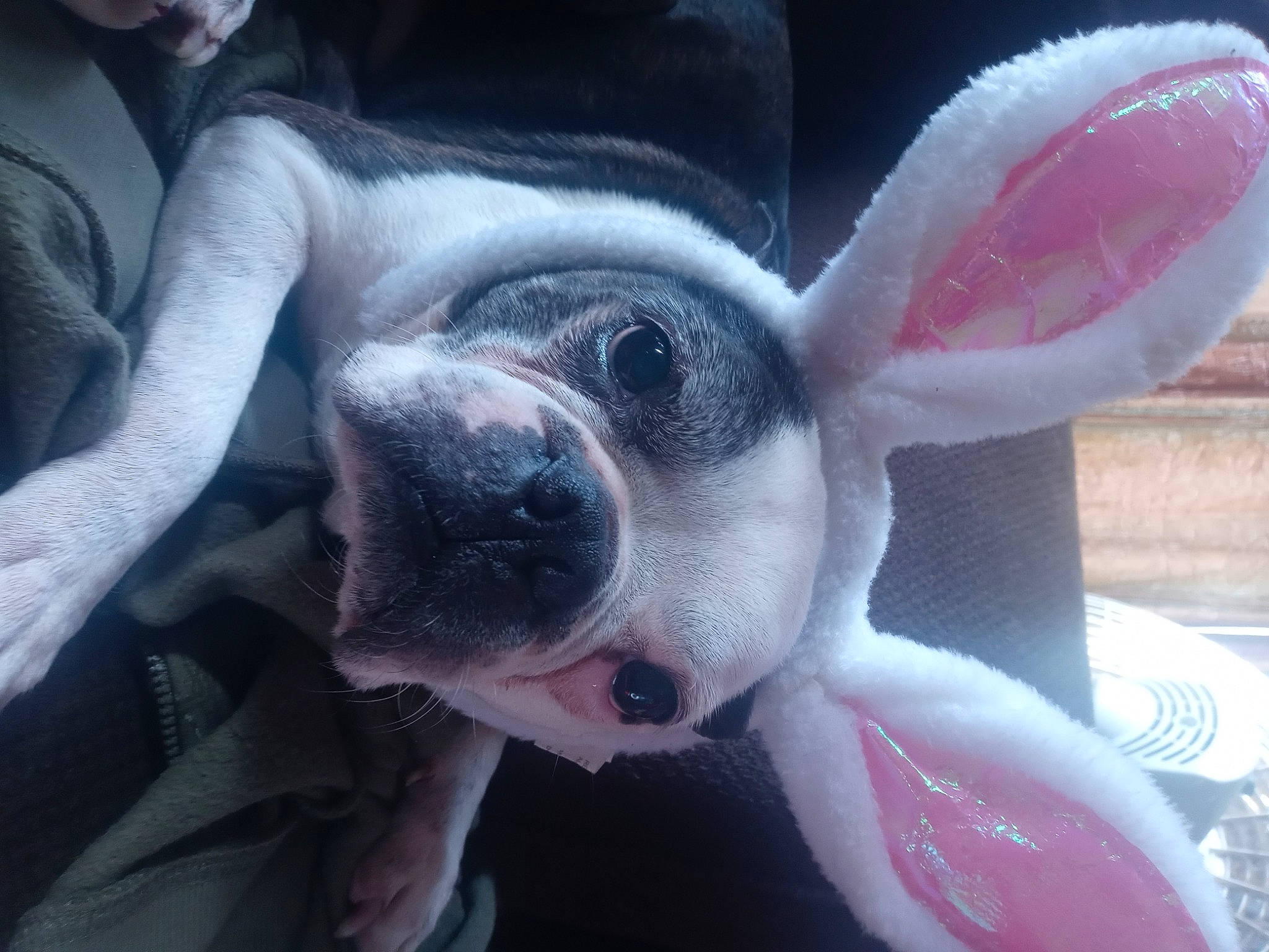 Foster joined the competition — help win amazing prizes! boston_terrier, canidae, carmine, carnivore, collar, companion_dog, dog, dog_breed, ear, fawn, fur, mammal, non_sporting_group, plant, sky, snout, sporting_group, vertebrate, whiskers, working_animal