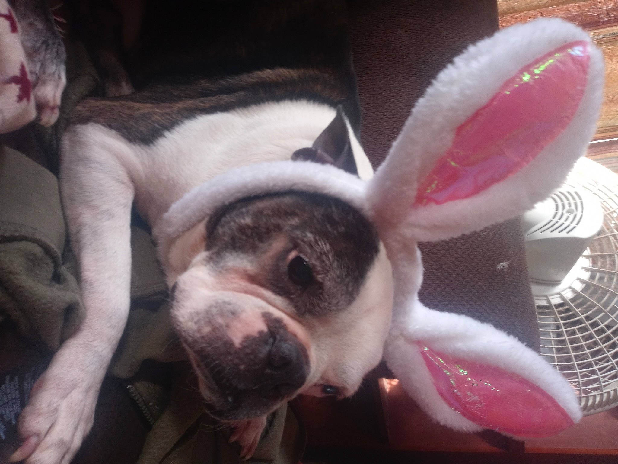 Foster is registered to the contest to win money with this photo: canidae, carmine, carnivore, comfort, companion_dog, dog, dog_breed, ear, fawn, flesh, fur, magenta, pink, plant, rabbits_and_hares, snout, sporting_group, whiskers, window, working_animal