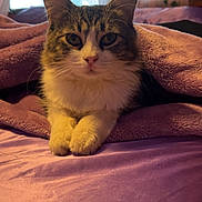 Darcy joined the competition — help win amazing prizes! animal, bed, blanket, cat, cozy, cute, domestic, feline, fur, indoor, pet, pink, plants, portrait, purple, relaxed, resting, soft, warm, window