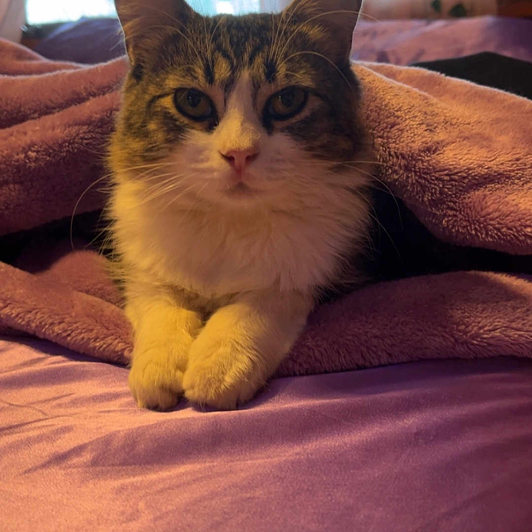 Darcy