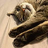 Chowito is registered to the contest to win money with this photo: cat, tabby_cat, pet, animal, feline, whiskers, paws, fur, sleepy, relaxed, indoors, closeup, laying_down, cute, domestic_animal, mammal, resting, soft_surface, portrait, cozy