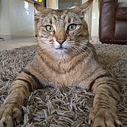 Chowito is registered to the contest to win money with this photo: cat, tabby_cat, green_eyes, carpet, living_room, furniture, sofa, whiskers, fur, pet, animal, indoor, relaxed, mammal, paws, close_up, portrait, home, cute, domestic_cat