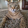 cat, tabby_cat, green_eyes, carpet, living_room, furniture, sofa, whiskers, fur, pet, animal, indoor, relaxed, mammal, paws, close_up, portrait, home, cute, domestic_cat