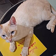 Jules participe au concours pour gagner de l'argent avec cette photo : cat, blue_eyes, light_fur, chair, notebook, yellow, paws, indoor, floor, furniture, resting, animal, pet, closeup, table, writing, relaxed, domestic_cat, looking_up, cute