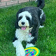 Daisy is registered to the contest to win money with this photo: animal, black_and_white, brick_wall, canine, collar, dog, frisbee, fur, grass, greenery, happy, outdoor, paw, pet, playful, summer, tag, tail, tongue, toy