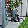 dog, puppy, black_and_white, pet, flower_pot, rose_bush, red_roses, outdoor, garden, grass, toy, rope_toy, patio, paved_floor, plant, greenery, relaxing, domestic_animal, summer, nature