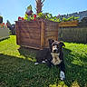 Bolt a rejoint le concours — aidez-le/la à gagner de superbes lots ! blue_sky, canine, daylight, dog, fence, flowers, garden, garden_gnome, grass, greenery, leisure, nature, outdoor, pet, plants, relaxing, summer, sunlight, wooden_planter, yard