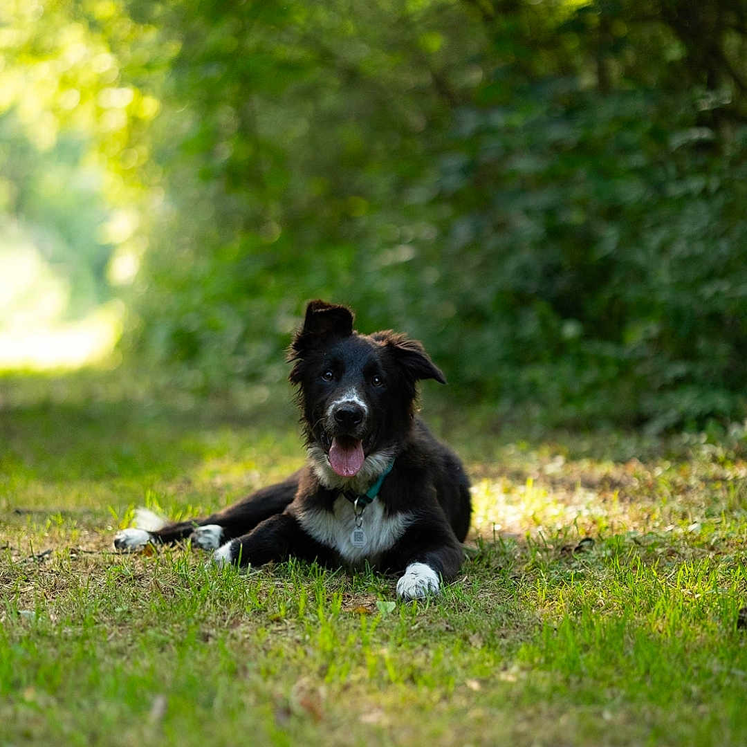 Bolt