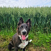 Bolt participe au concours pour gagner de l'argent avec cette photo : animal, black_and_white, canine, clouds, collar, dog, ears_up, field, fur, grass, greenery, happy, muzzle, nature, outdoor, pet, plants, sitting, sky, tongue_out