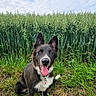 dog, black_and_white, tongue_out, grass, field, greenery, outdoor, nature, pet, canine, happy, sitting, ears_up, collar, sky, clouds, plants, fur, animal, muzzle