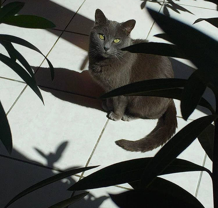 Canaille a rejoint le concours — aidez-le/la à gagner de superbes lots ! black_cat, branch, carnivore, cat, domestic_short_haired_cat, felidae, grey, light, monochrome_photography, plant, plant_stem, russian_blue, small_to_medium_sized_cats, tail, terrestrial_plant, tree, twig, whiskers, white, wildlife