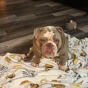 Tito joined the competition — help win amazing prizes! bulldog, dog, pet, blanket, bone_pattern, wooden_floor, crate, plush_toy, indoor, flooring, animal, mammal, sitting, looking_at_camera, cute, domestic, companion, furniture, home, resting