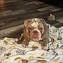 bulldog, dog, pet, blanket, bone_pattern, wooden_floor, crate, plush_toy, indoor, flooring, animal, mammal, sitting, looking_at_camera, cute, domestic, companion, furniture, home, resting