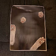 Kitty is registered to the contest to win money with this photo: cat, cat_paws, paw_pads, printed_photo, paper, poster, blanket, fabric_texture, domestic_pet, paws_pressing_glass, indoor, soft_lighting, shadows, brown_background, top_down_view, photography, closeup, composition, cute, whimsical