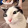 Kitty joined the competition — help win amazing prizes! cat, close_up, whiskers, pink_nose, green_eyes, domestic_cat, curious, indoor, hardwood_floor, cat_bed, cat_toy, ear, fur, portrait, pet, feline, muzzle, eye_contact, slightly_blurry, tilted_angle